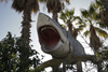 'Jaws' shark heads for Academy Museum