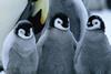 March Of The Penguins c Disney