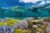 Chasing-Coral (1)