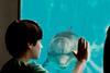 Dolphin_Tale