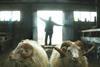 Iceland’s 'Rams' wins at Zurich