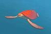 The story behind silent Oscar animation hopeful 'The Red Turtle'