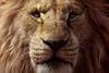 lion king 19