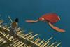 Michael Dudok de Wit on collaborating with Studio Ghibli