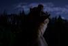 Grizzly Night