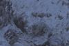 The Velvet Queen c Vincent Munier Paprika Films