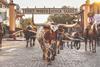 Fort Worth - Emerging