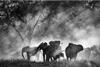 Ghost Elephants_Dir Werner Herzog
