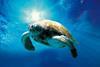 Turtle_The_Incredible_Journey_1.jpg