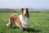 Lassie