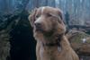 Good Boy