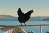 Hen
