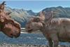 Walking With Dinosaurs: The 3D Movie