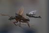Ant-Man And The Wasp