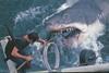 'Jaws'
