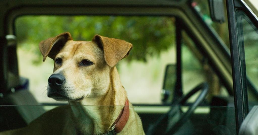 Wendy And Lucy Reviews Screen