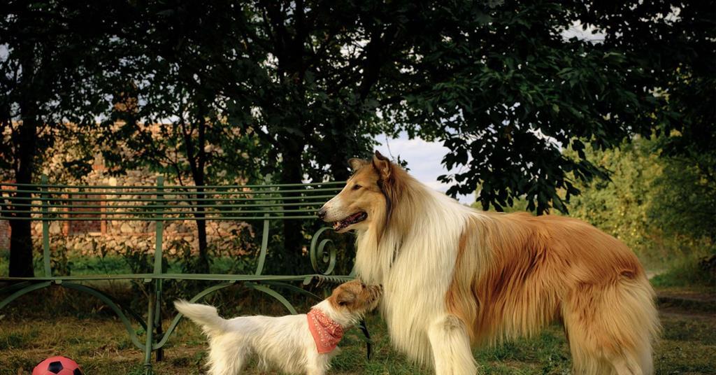 Global Screen Boards Sales On 'Lassie – A New Adventure' Ahead Of AFM –  Deadline