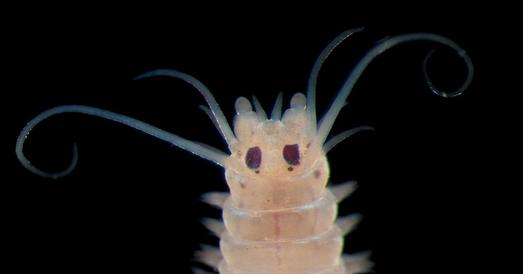 Eleanor Mortimer’s deep sea doc ‘How Deep Is Your Love’ sells to UK-Ireland
