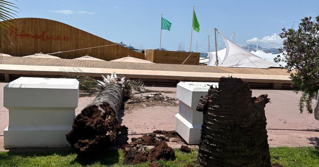 The manufacturers of ‘brand new landscape’ require investigations to Cannes Palm Tree Incident The manufacturers of ‘brand new landscape’ require investigations to Cannes Palm Tree Incident