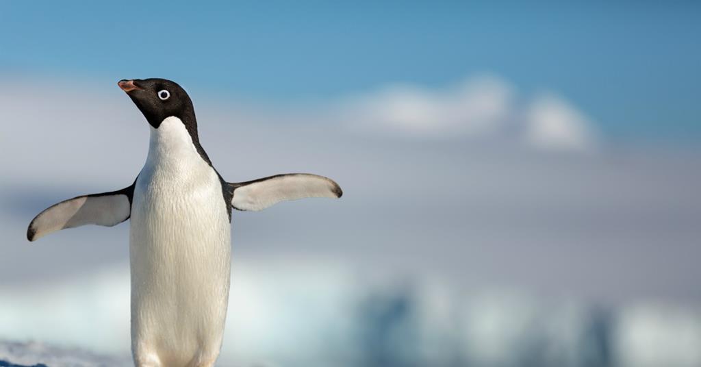 Penguins': Review | Reviews | Screen