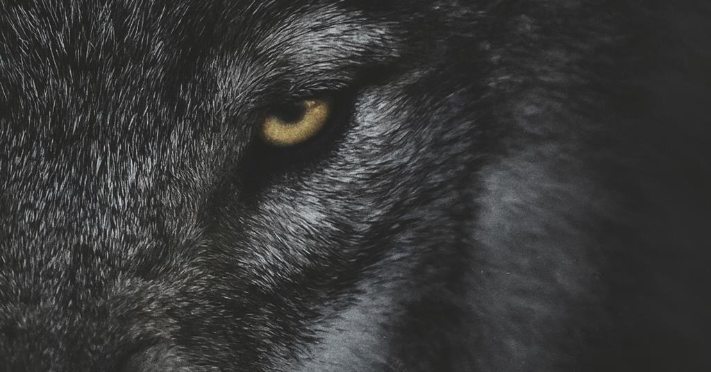 Altitude 登上生存驚悚片《Out Come The Wolves》進行國際銷售（獨家）