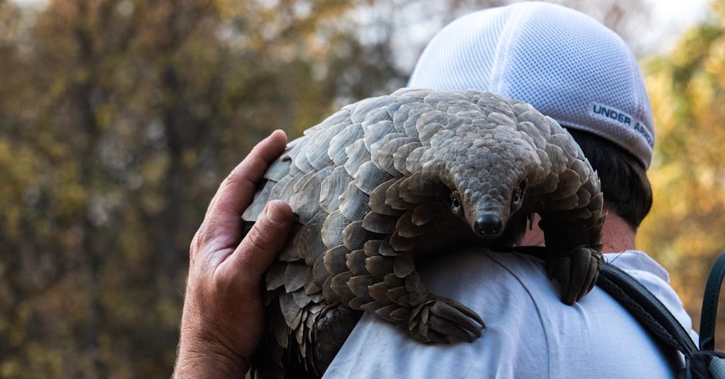 'Pangolin: Đánh giá hành trình của Kulu'