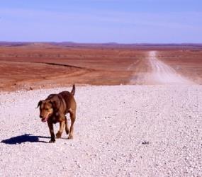 大画面にヒットするオーストラリアの赤い犬の伝説