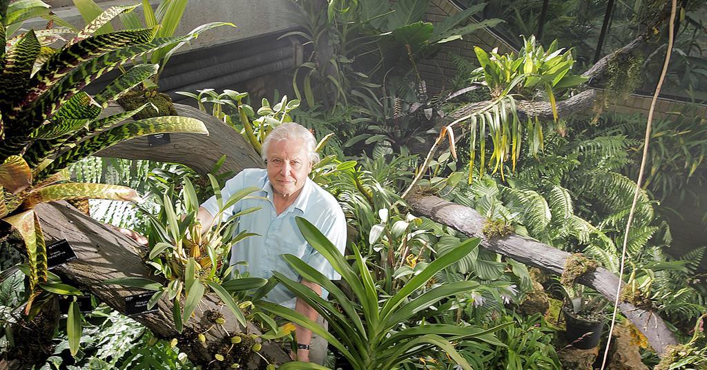 King of the plants | Comment | Screen