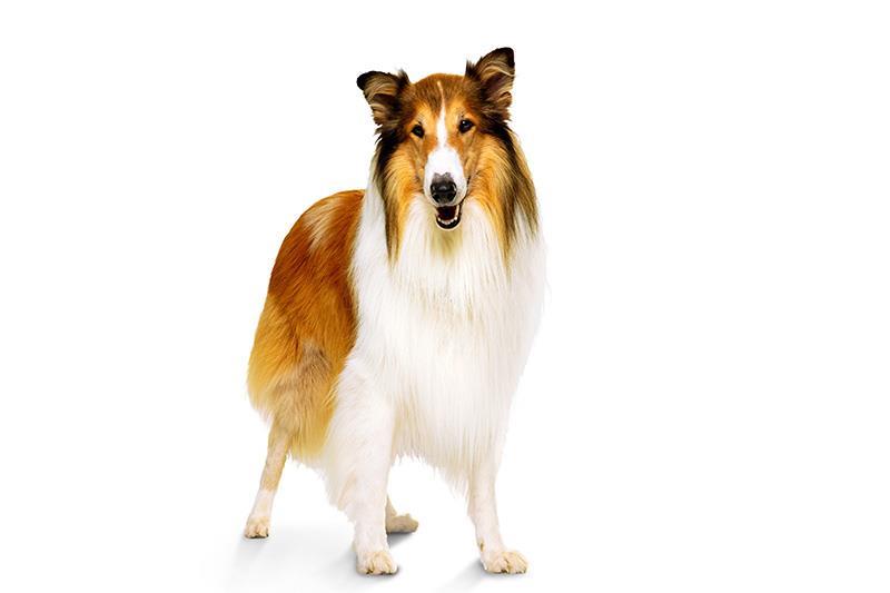 Phim Epsilon tiết lộ 'Lassie và Bear Bear' trước EFM (độc quyền)