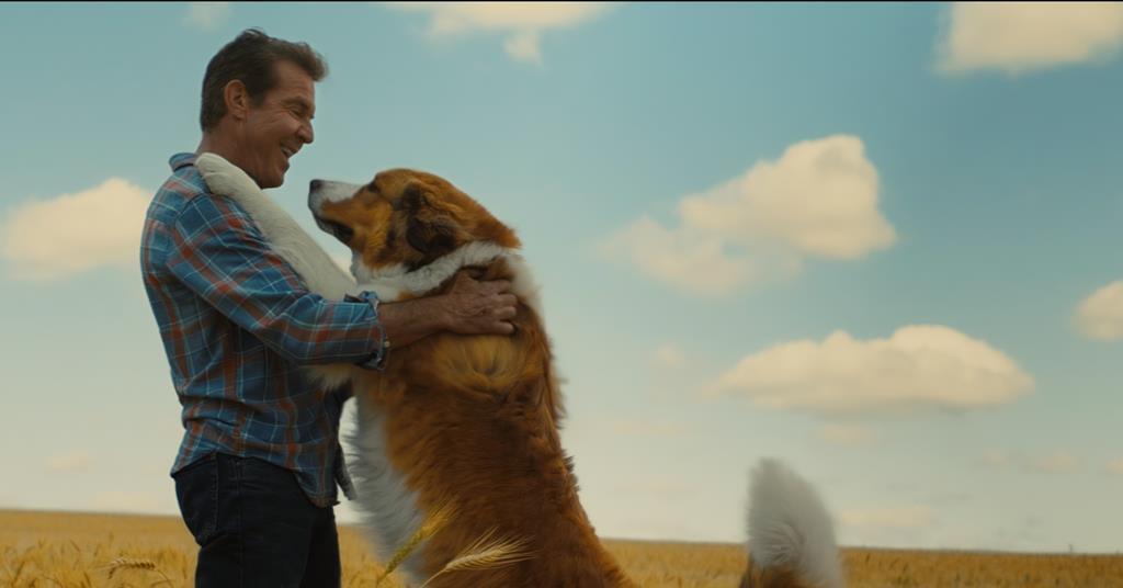 What is a store dog's journey about
