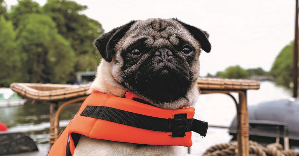 Patrick sales the pug