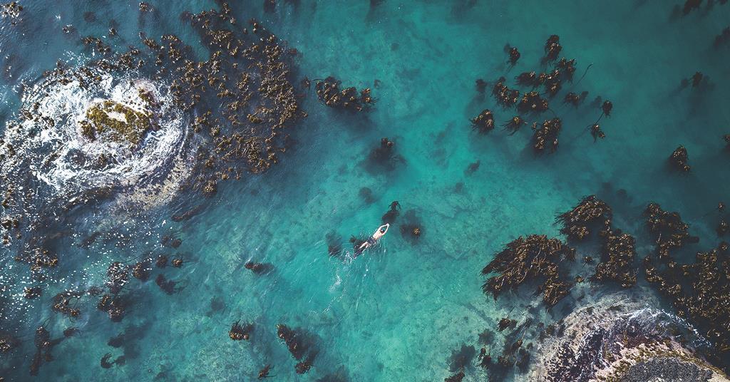 The Story Behind Bafta Winning Documentary My Octopus Teacher Features Screen