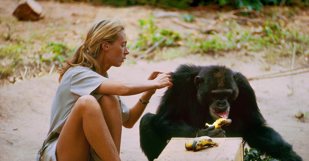 Jane Goodall, Brett Morgen on acclaimed new documentary &#39;Jane&#39; | Features |  Screen
