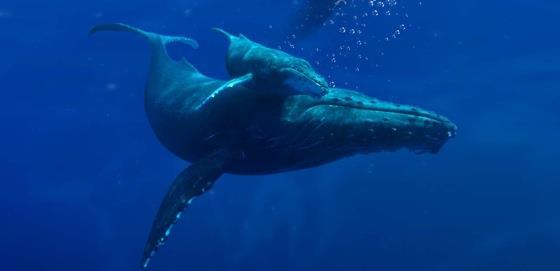 Humpback Whales Reviews Screen