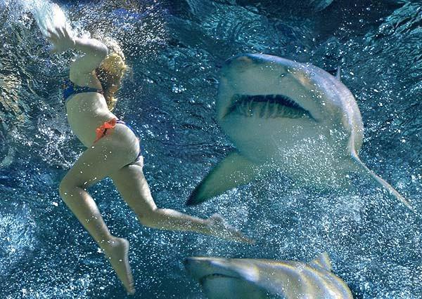 Shark Night 3D | Reviews | Screen