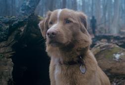 Good Boy