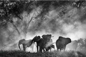 Ghost Elephants_Dir Werner Herzog