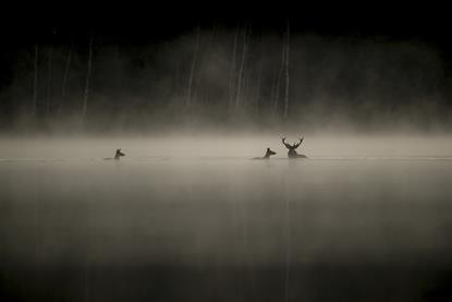 LeChantDesForets_VincentMunier