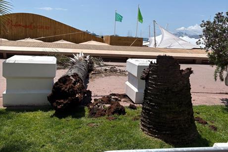 Fallen palm tree on Cannes Croisette
