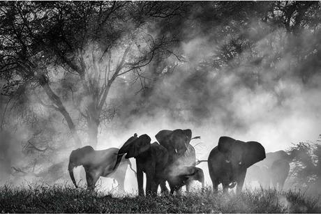 Ghost Elephants_Dir Werner Herzog