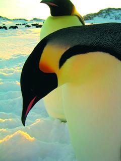 March_of_the_penguins.tif