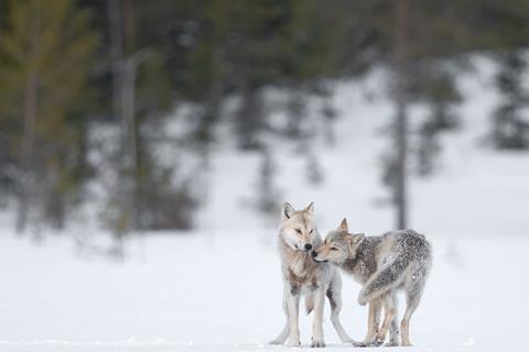 F_1_Among_The_Wolves_903cb2b644_big_16_9