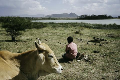 Boy in midst of cows_Photo - Neema Jodie Edited 2