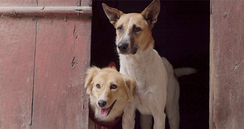 Aasha The Street Dog