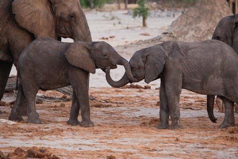 elephants