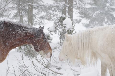 'The Horse'