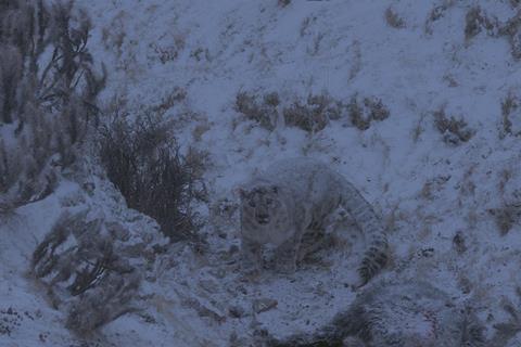 The Velvet Queen c Vincent Munier Paprika Films