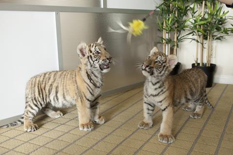 Tiger cubs at AFM 2013