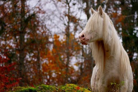 untitled horse film c margret olin