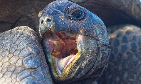 Aldabra Once Upon an Island